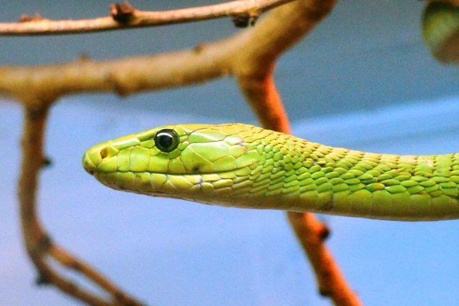 Half-Day Guided Tour to Nairobi National Museum and Snake Park - Reviews & Testimonials
