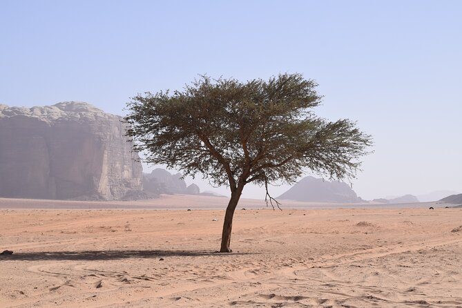 Half Day Jeep and Camel Tour No Stay - Customer Reviews