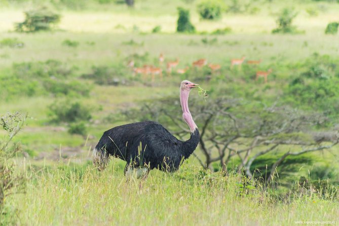 Half Day Nairobi National Park - Special Offers