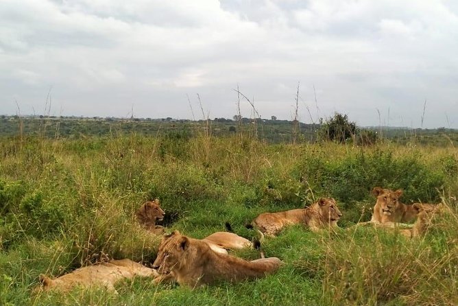 Half-Day Nairobi National Park Safari From Nairobi With Free Pickup - Pricing and Reservations