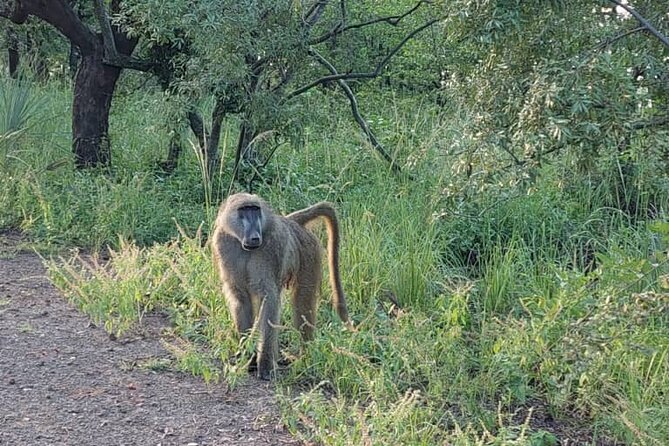 Half-Day Nature Walk in Mosi-Oa-Tunya National Park From Livingstone - Frequently Asked Questions