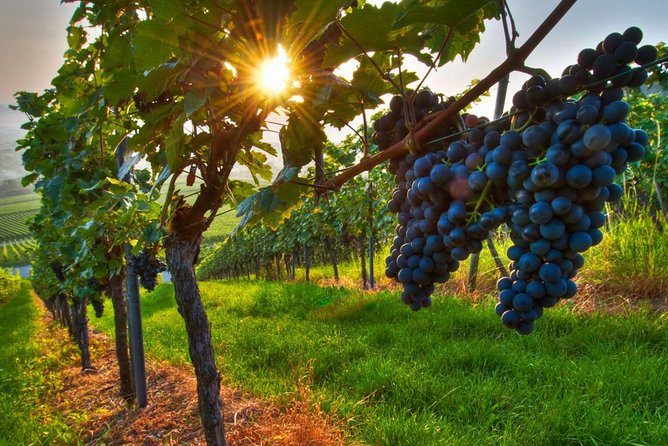 Half-Day Pizza Making Class With Wine Tour in Rome Countryside - Booking Details
