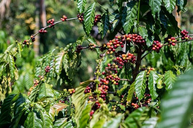 Half-Day Private Fairview Estate Coffee Farm Tour With Pick up - Cancellation Policy