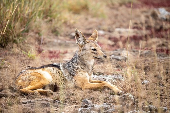 Half-Day Private Guided Safari Tour to Nairobi National Park - Reviews