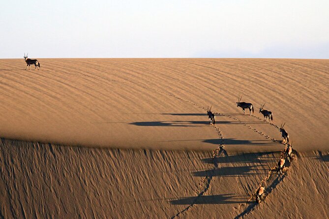 Half-Day Sandwich Harbour Tour From Walvis Bay With Lunch - Traveler Guidelines