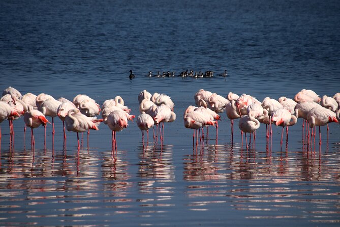 Half-Day Seal Kayak Adventure at Pelican Point in Walvis Bay - End Point
