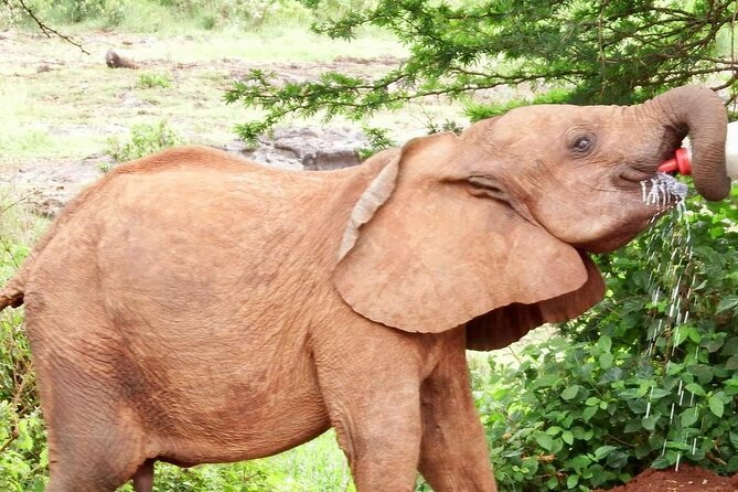 Half Day Tour to Elephant Orphanage & Giraffe Centre Nairobi - Host Responses and Commitments