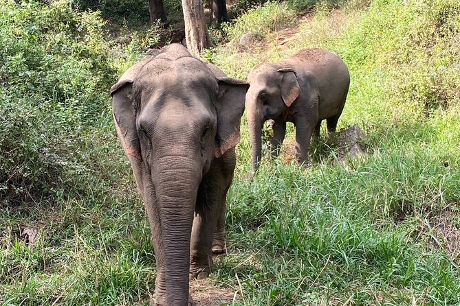 Half Day Visit Smile Elephant Chiang Mai - Traveler Guidelines