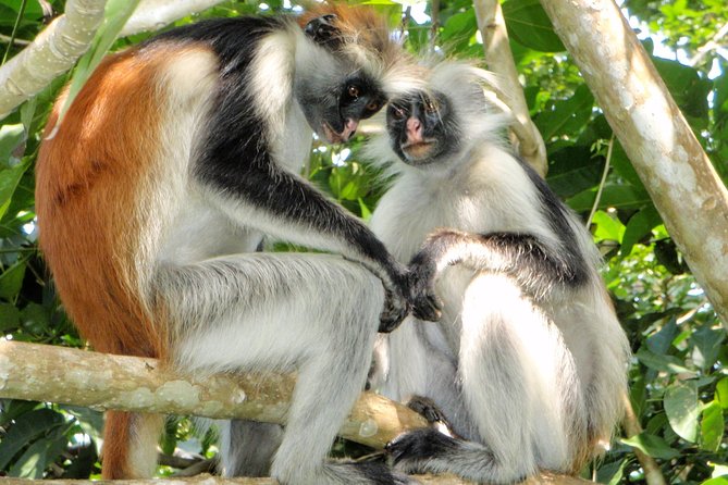 Half-Day Walking Tour in Jozani Jungle - Booking Information
