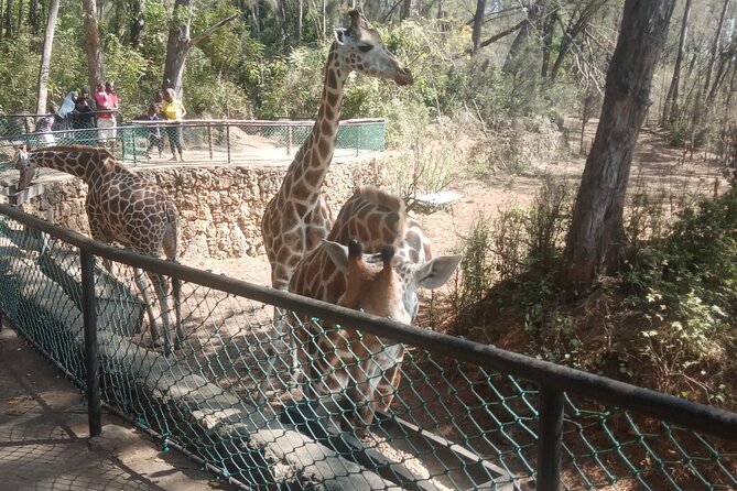 Haller Park Tour Observing Hippos, Giraffes, Birds, Monkeys, Crocs & Others - Reptile Spotting