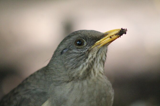 Harar, Eastern Ethiopia; 3 Days / 2 Nights - UNESCO World Heritage City Visit