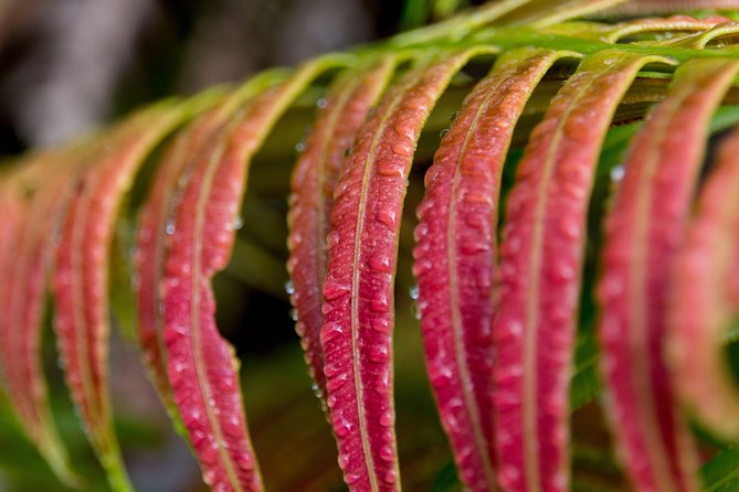 Hike: Bélouve Rainforest and Trou De Fer - Cancellation Policy
