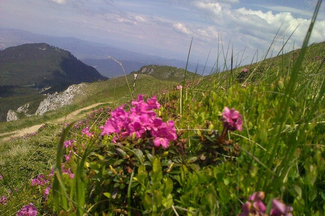 Hiking : 7 Ladders Canyon -Piatra Mare Mountain From Brasov - Inclusive Fees, Taxes, and Lunch