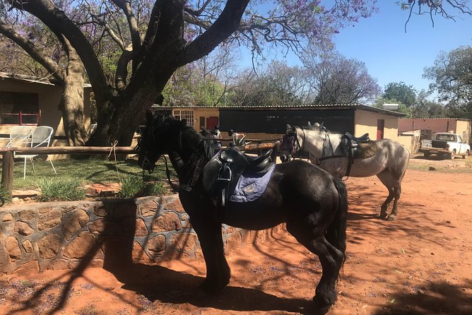 Horseriding Safari Day Tour From Johannesburg - Meeting and Pickup
