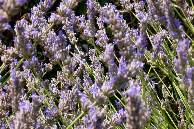 Hvar Lavender Small Group Tour - Pickup Information