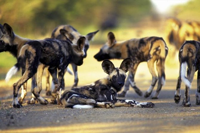 Hwange National Park Camping Safari From Victoria Falls (2 Nights) - Safari Itinerary Overview
