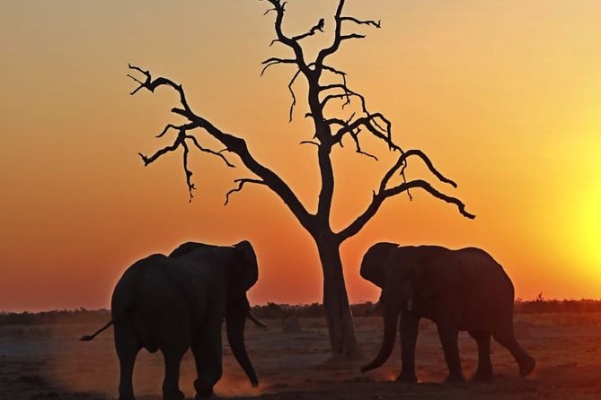 Johannesburg or Gaborone to Maun: 5 Day Rhinos, Diamonds & Okavango Delta Tour - Logistics and Travel Information