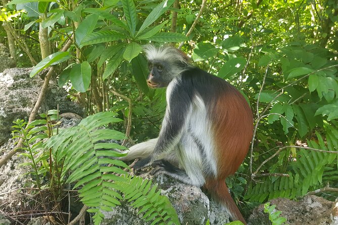Jozani Forest, Kuza Cave, Paje Beach and The Rock Restaurant - Frequently Asked Questions