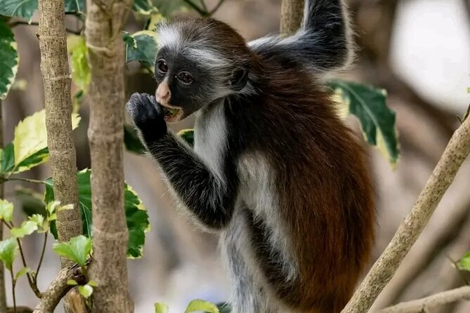 Jozani National Park - Pricing and Reviews