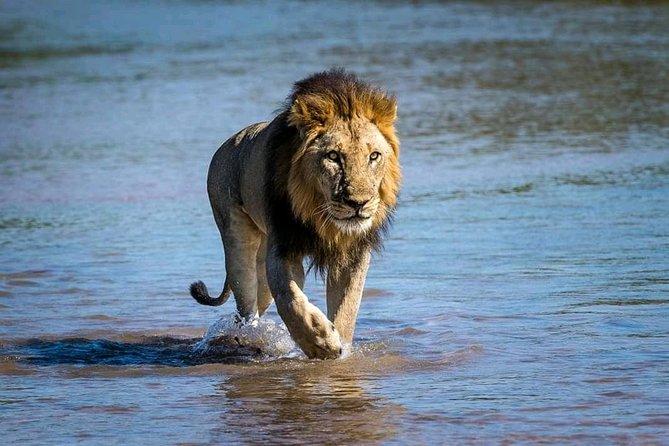 Kasane Border to Victoria Falls Private Transfer - Reviews