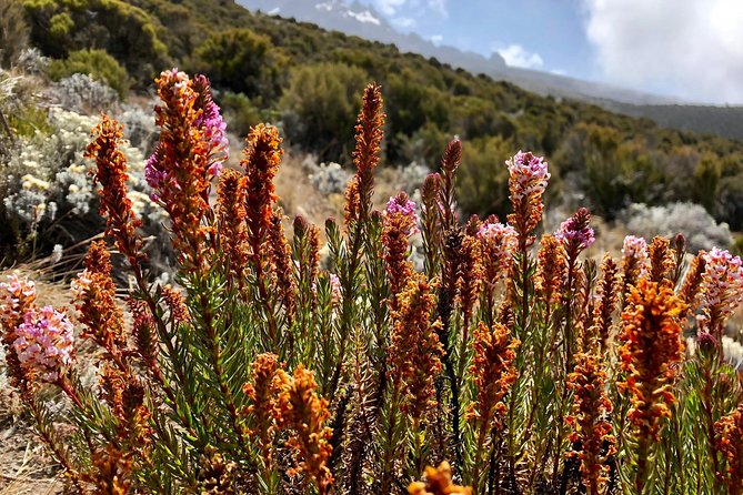 Kilimanjaro: Lemosho Route and Camping Safari - Meals and Dining