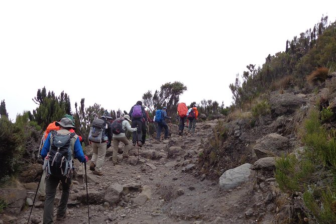 Kilimanjaro Shira Plateau Day Hike - Wildlife Encounters