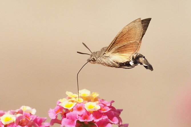 Korčula Bird Watching and Wildlife Photography - Operating Hours