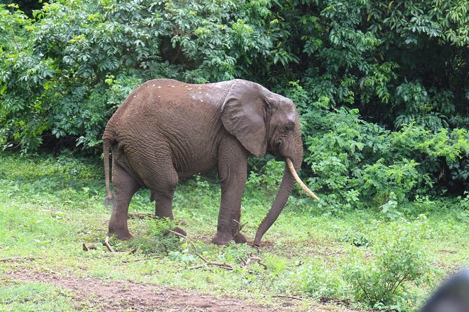 Lake Manyara Guided Day Tour From Arusha - Customer Reviews