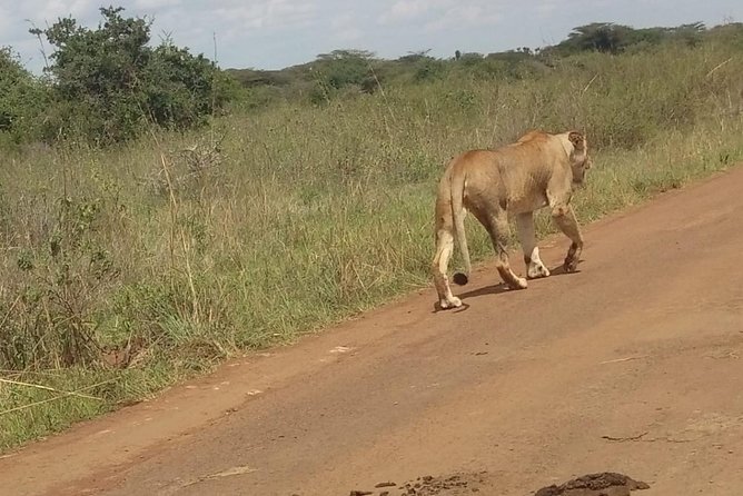 Lake Nakuru National Park Day Tour From Nairobi - Customer Reviews