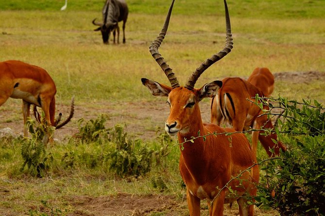 Lake Nakuru Park/Lakenaivasha Boat Ride Riftvalley Day Trip - What To Expect