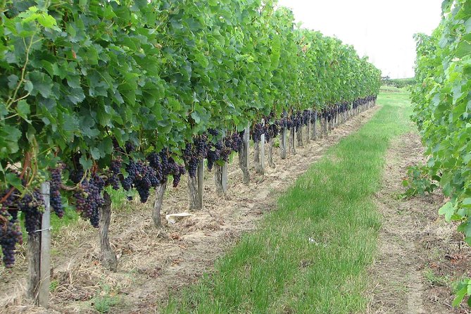 Lambrusco Making: Winery Tour - Customer Reviews