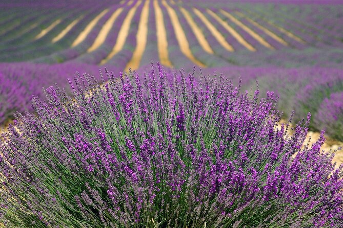 Lavender Tour From Pamukkale With Drop off Denizli Airport - Directions for Denizli Airport Drop-off