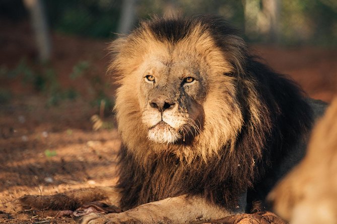 Lion & Wildlife Sanctuary Excursion Victoria Falls - Price & Reviews Overview
