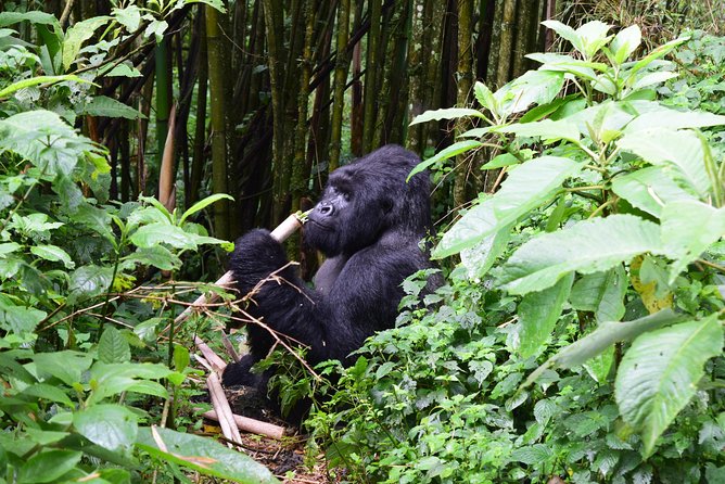 Lowland Gorilla Trekking in Kahuzi-Biega National Park - Conservation Efforts