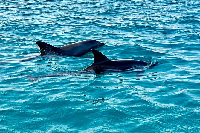 Luxurious Private Speedboat Tour With Dolphin Watching - Restrictions to Note