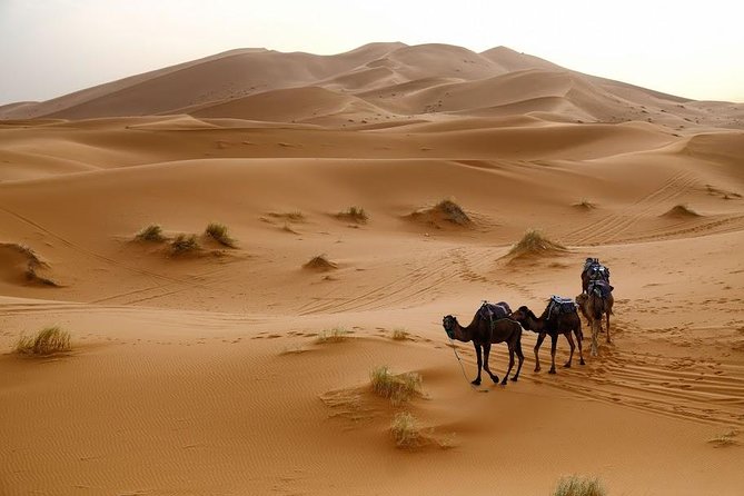 Luxury 2-Day Merzouga Expedition From Fez to Marrakech - Transportation Details
