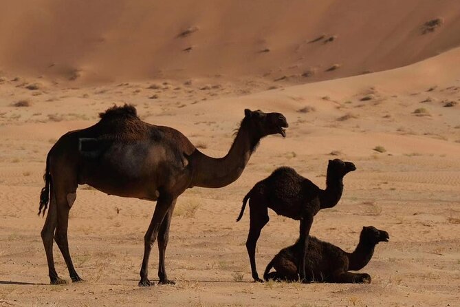 Luxury Overnight Desert Safari in Salalah - Additional Trip Details