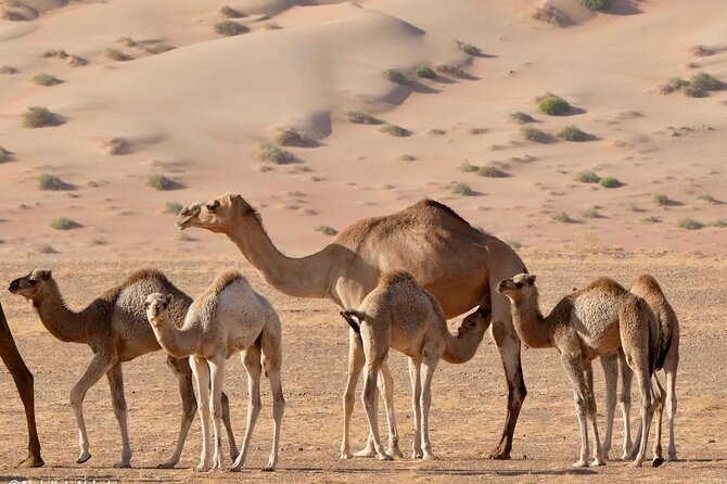 Luxury Sunset Desert Safari - Customer Reviews and Ratings