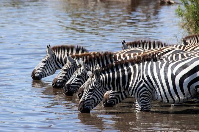 Masai Mara 3-Day Guided Tour 2024 - Nairobi - Directions