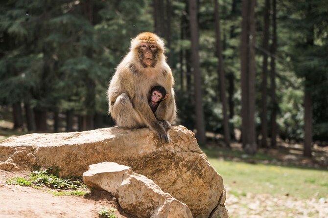 Middle Atlas Mountains, Cedar Forest and Azrou Day Trip From Fez - Frequently Asked Questions