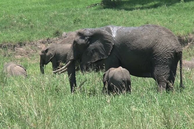 Mikumi National Park 3 Days - Frequently Asked Questions