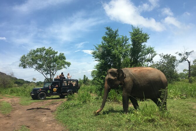 Minneriya National Park Halfday Safari - Additional Booking Information