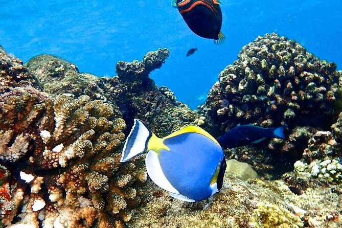 Mnemba Dolphin Tour, The Island Pongwe, Blue Lagoon, Starfish Tour, The Rock - Traveler Feedback and Insights