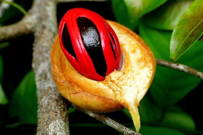 Mnemba Island, Cooking Class, Spice Tour, Horseback Ride, Emerson - Horseback Riding Excursion