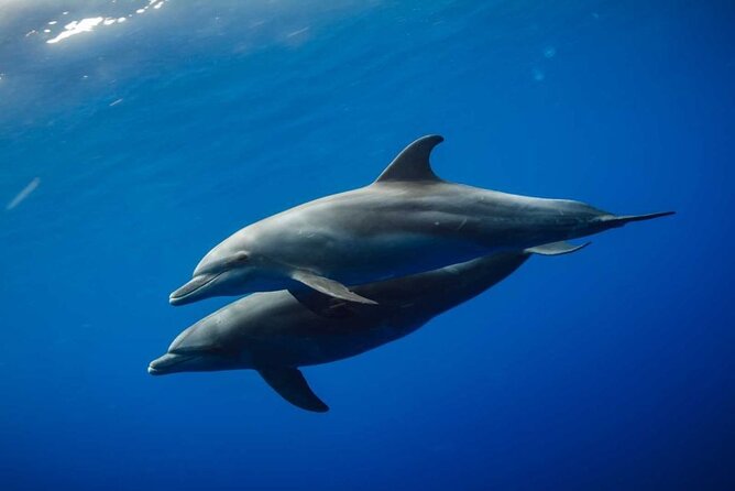 Mnemba Snorkeling, Dolphin and Baraka Natural Aquarium - Reviews and Feedback