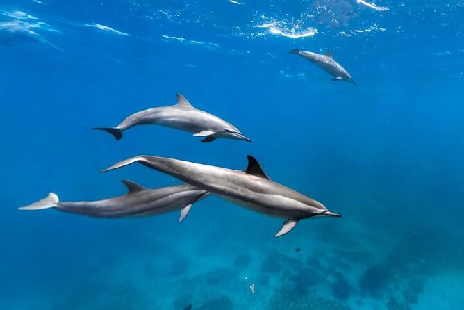 Mnemba Snorkeling, Kuza Cave, Blue Lagoon, Starfish Tour, The Rock Restaurant - Cancellation Policy