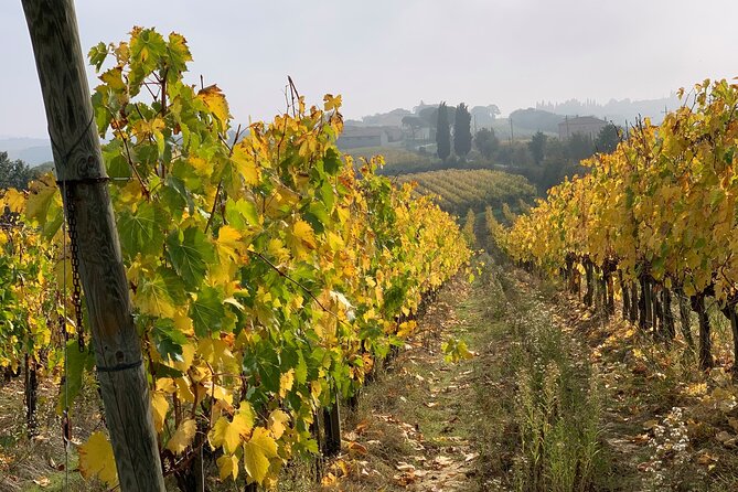 Montepulciano: Wine Tour and Tasting - Customer Reviews and Ratings