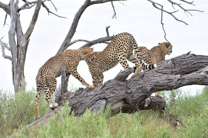 Moremi Full Day Trip In The World Renowned Moremi Game Reserve - Important Considerations