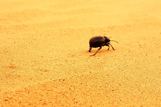 Morocco Fes Desert Tour - Inclusions