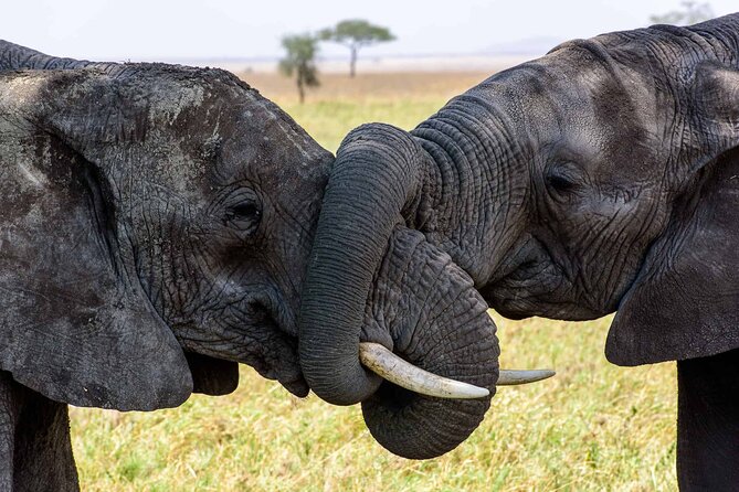 Multi Day Safari Tour in Arusha Tanzania - Wildlife Encounters